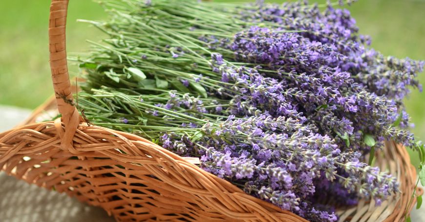 lavender bouquets